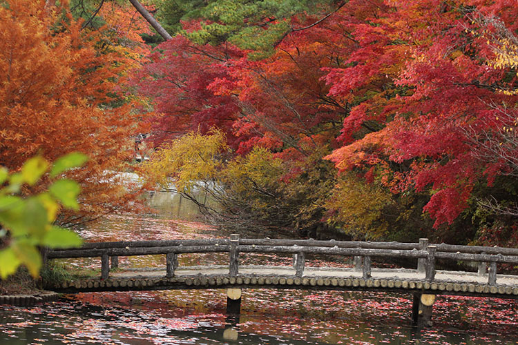 紅葉1