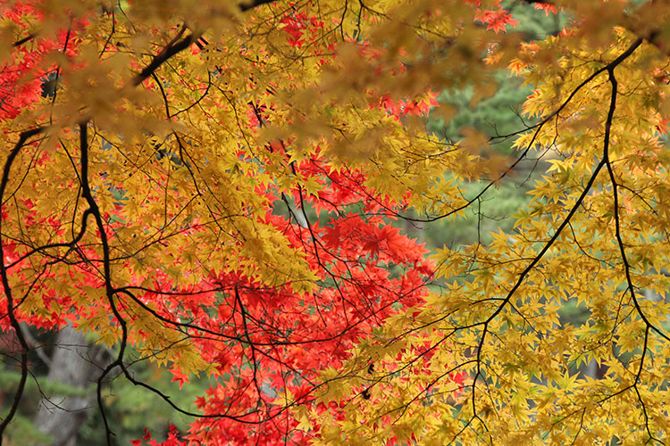 紅葉3
