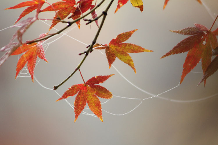 紅葉7