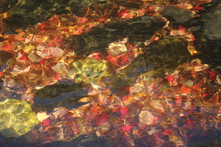 紅葉10