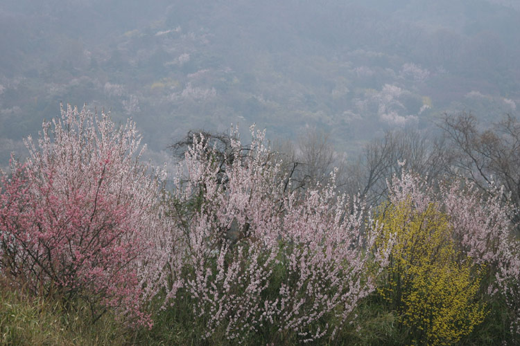 万博公園　桜1