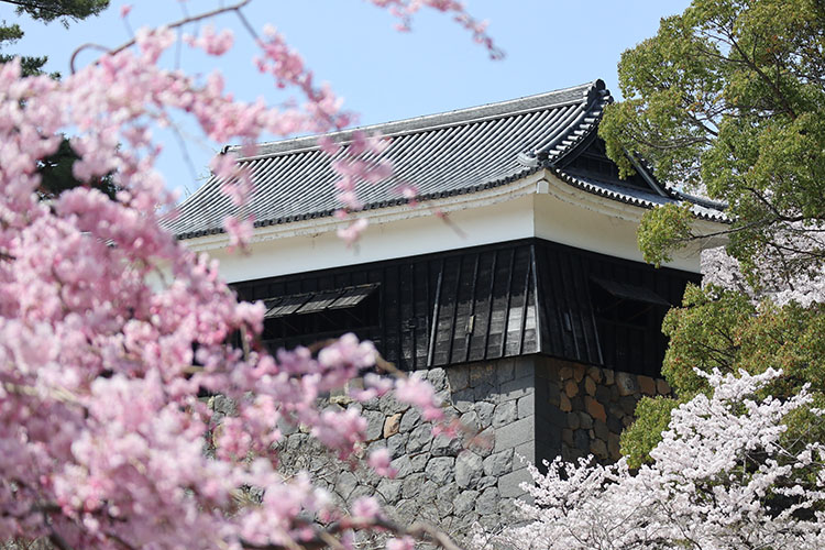 松江城・桜3