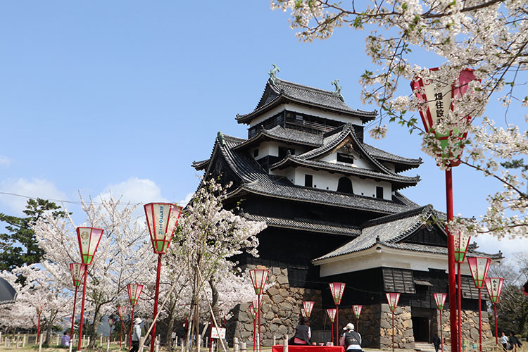 松江城・桜2