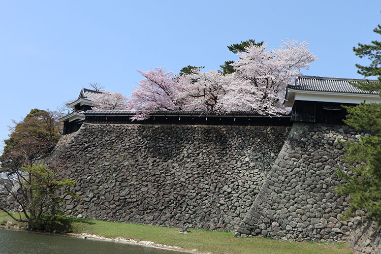 松江城・桜1