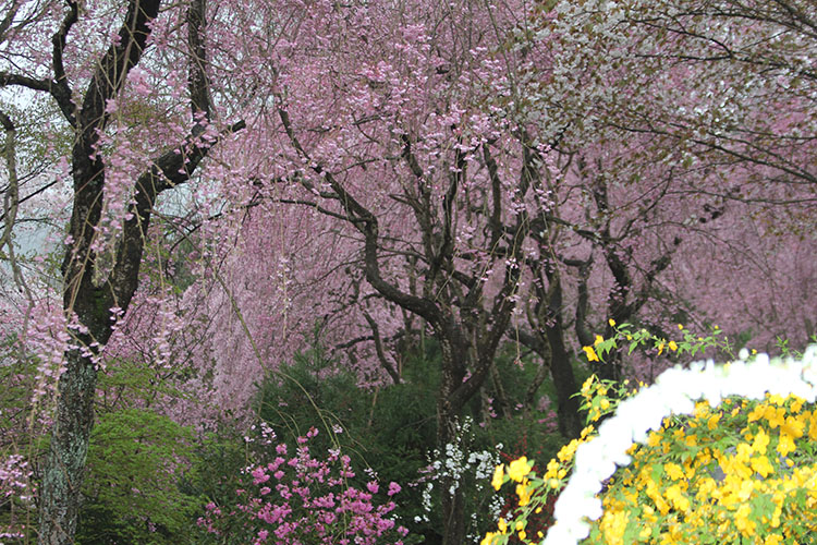 桜・京都2