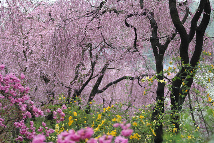 桜・京都2