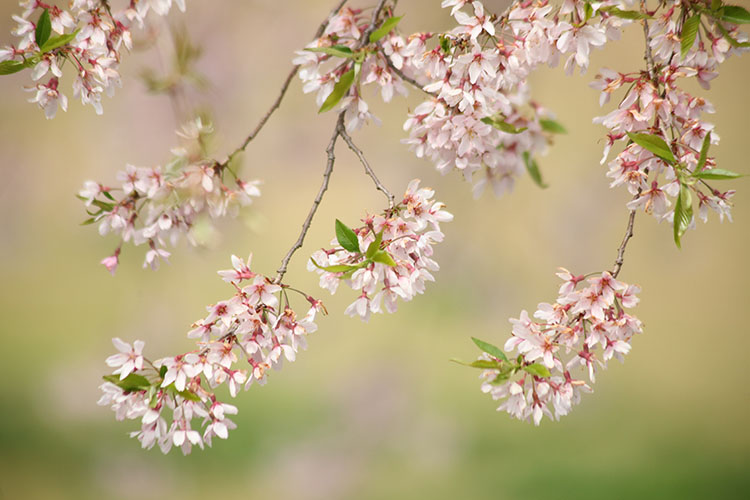 万博公園　桜3