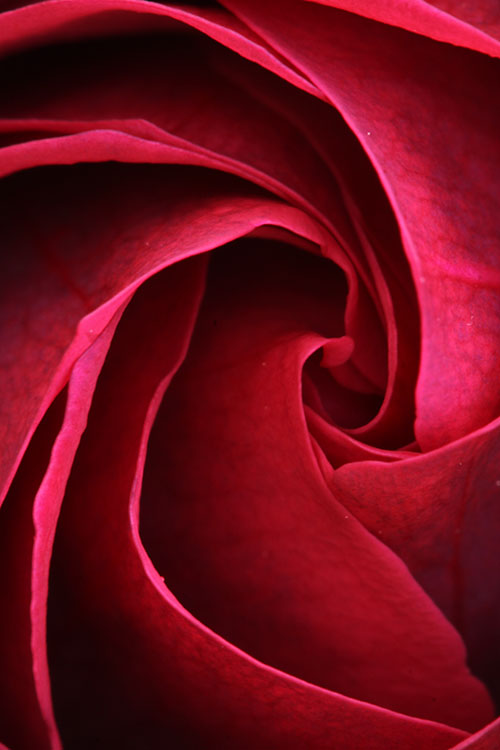 薔薇13