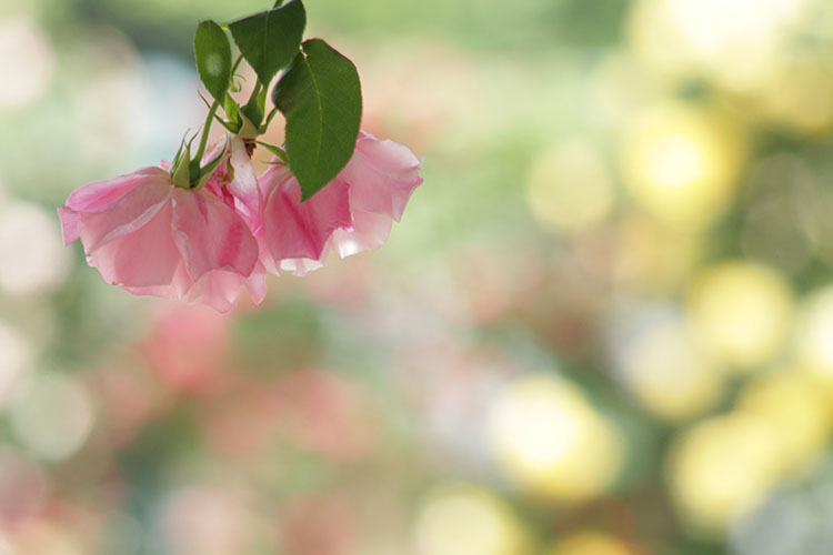 薔薇2