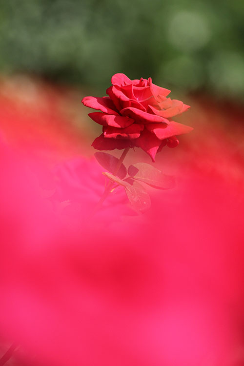 薔薇9