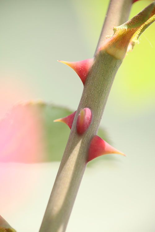 薔薇11