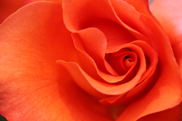 薔薇15