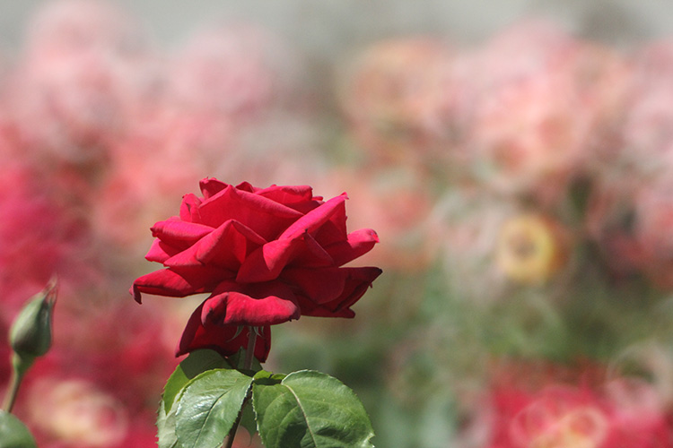 薔薇1