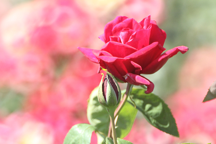薔薇8