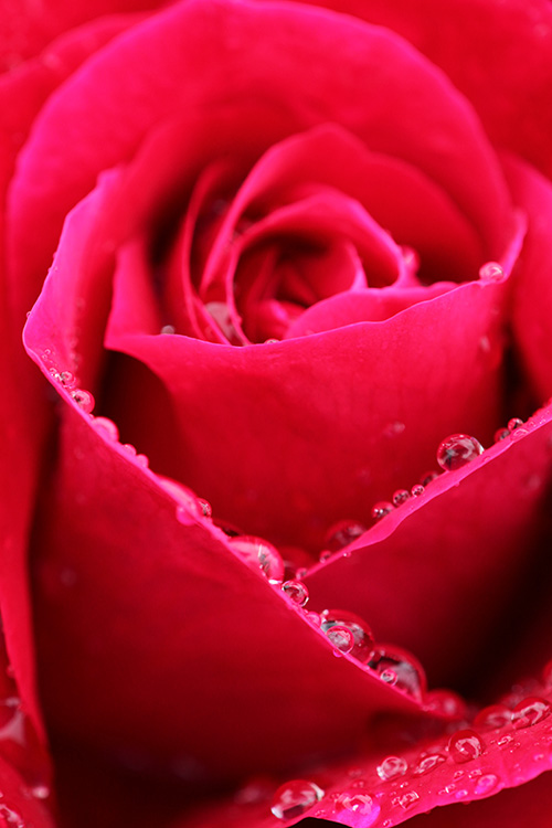薔薇10