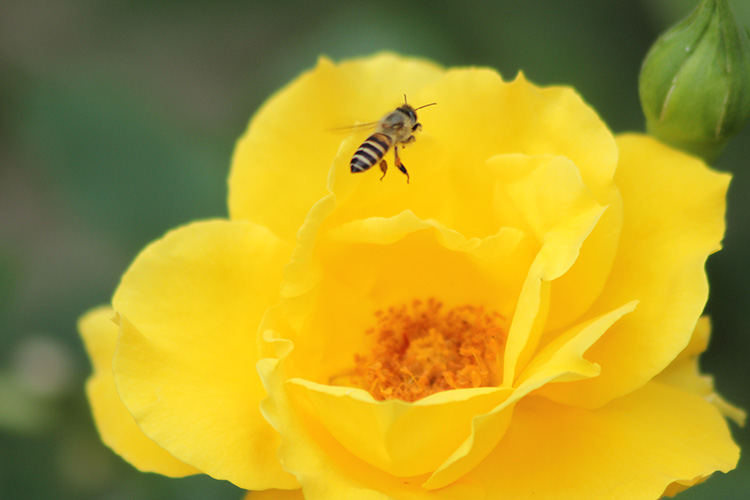 薔薇16