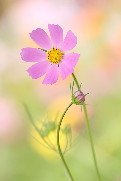 秋桜8
