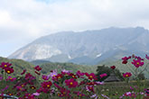 万博公園　秋桜1