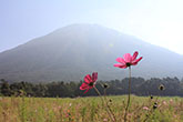 万博公園　秋桜2