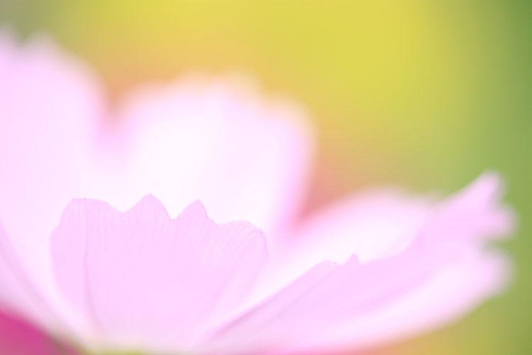 秋桜13