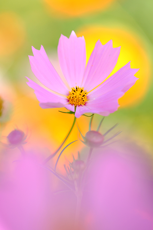 秋桜5