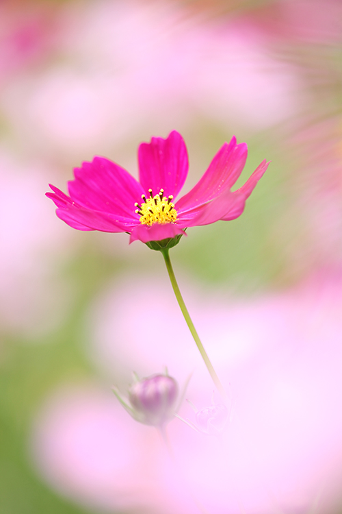 秋桜6