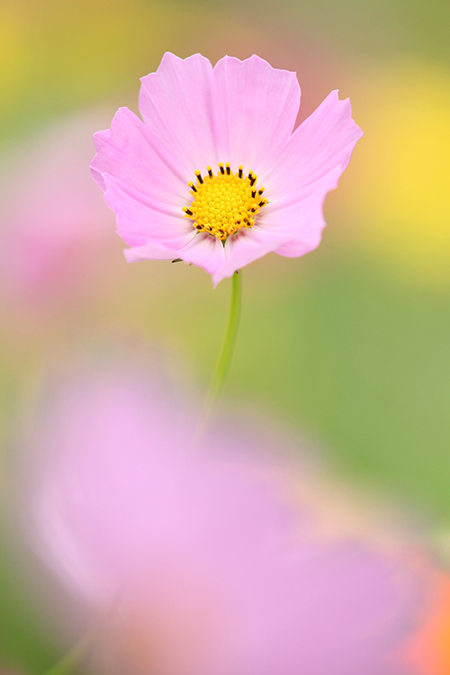 秋桜7「