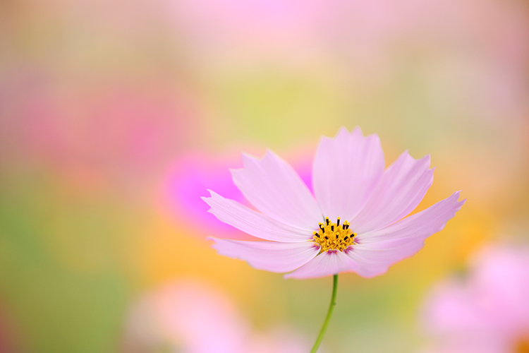 秋桜4