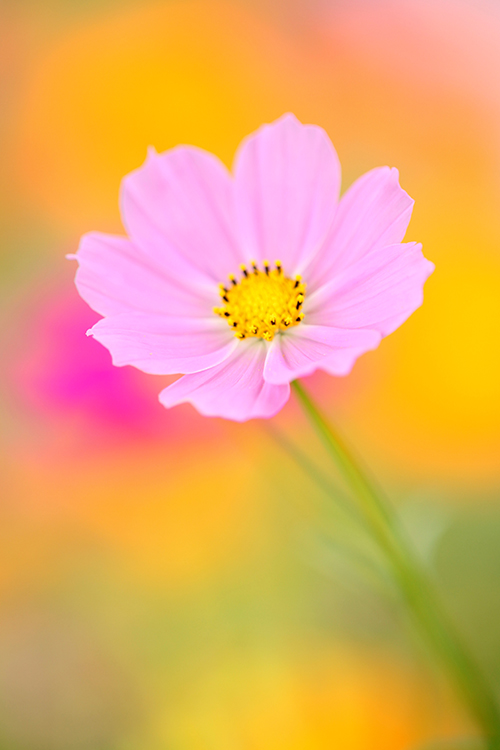 秋桜9