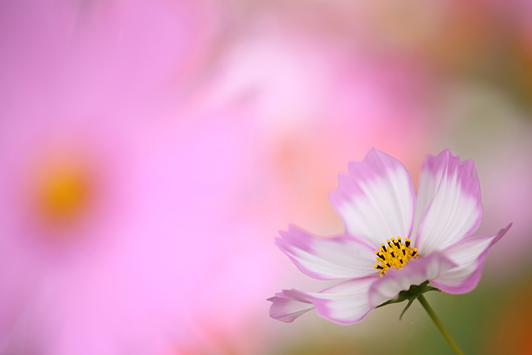 秋桜11