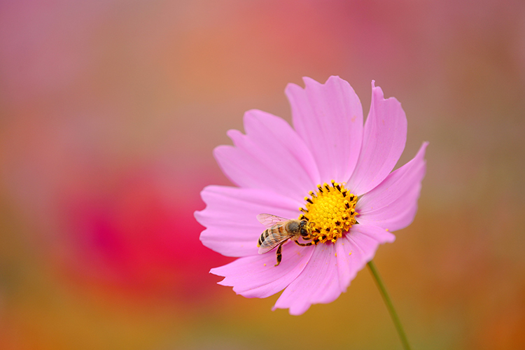 秋桜12