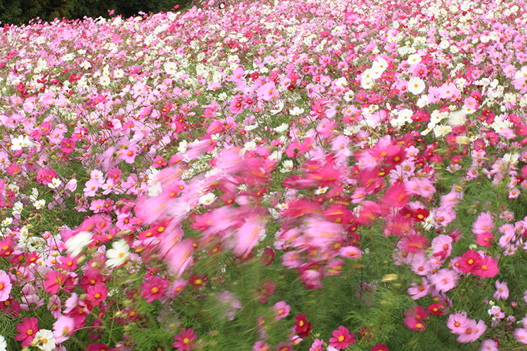 秋桜3