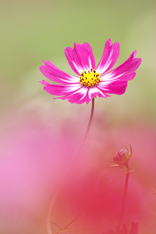 秋桜15