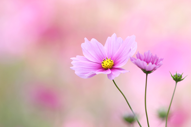 秋桜14