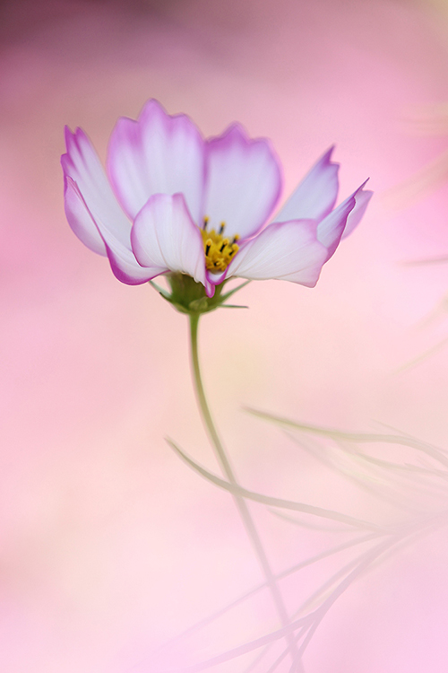 秋桜17
