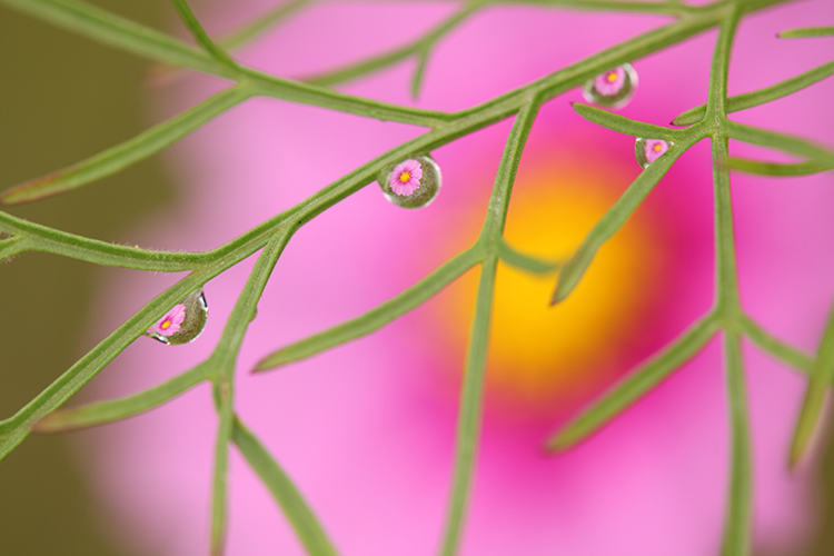 秋桜16