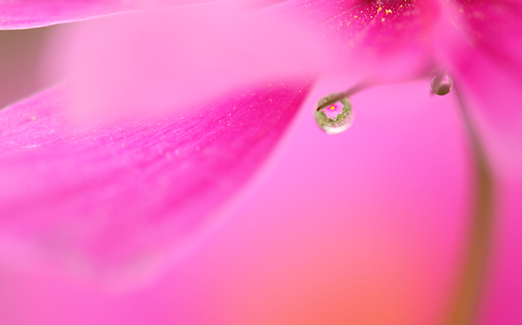 秋桜18