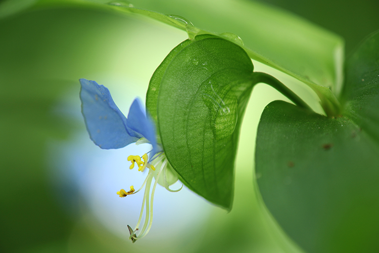 秋の花2