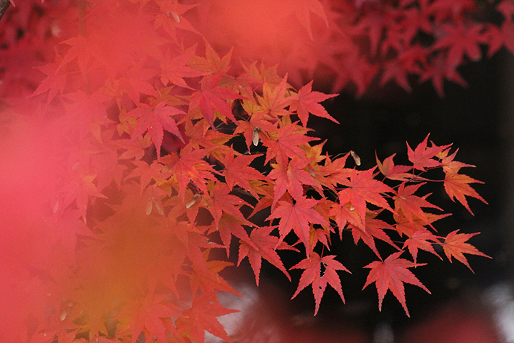 紅葉４