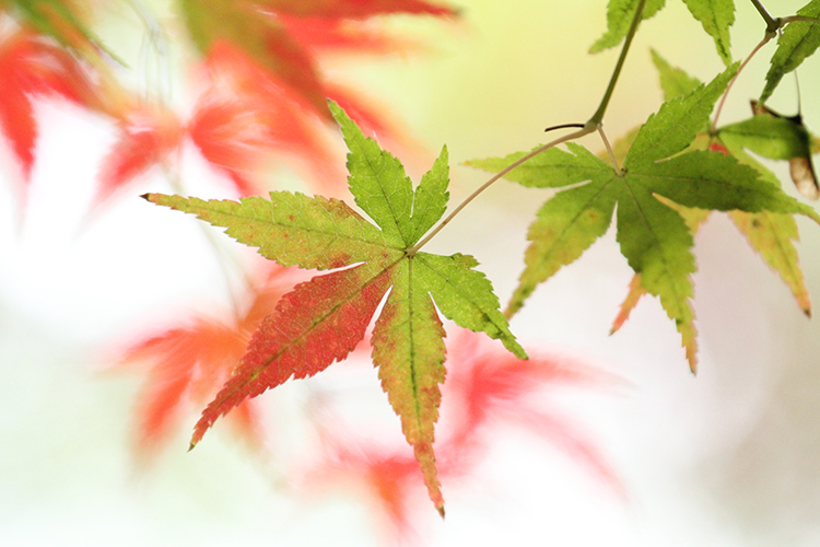 紅葉１