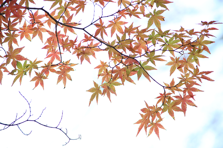 紅葉２