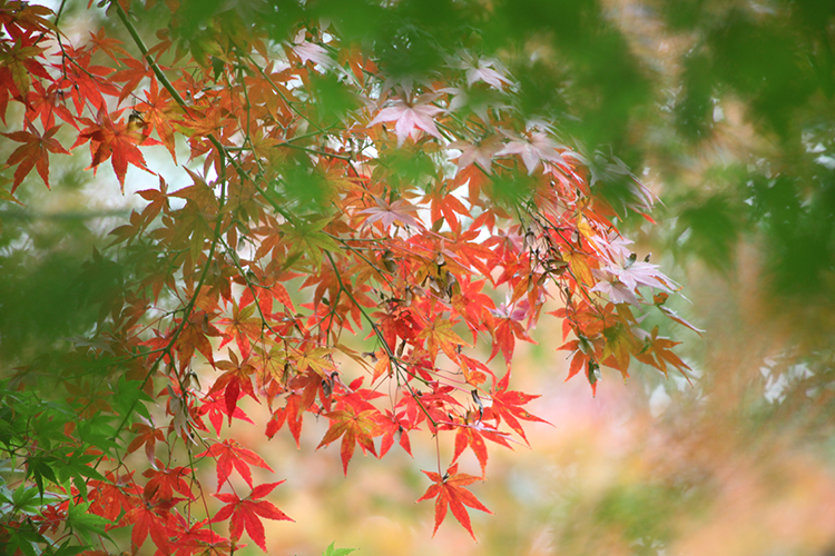 紅葉５