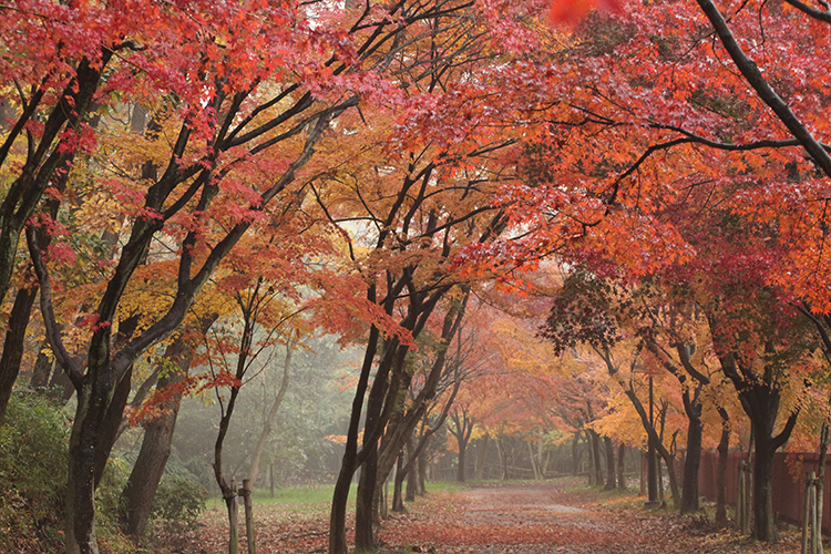 紅葉９