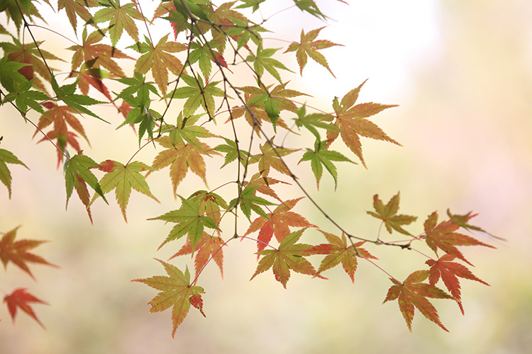 紅葉６