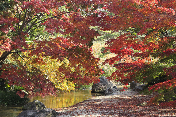紅葉７