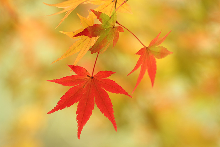 紅葉８