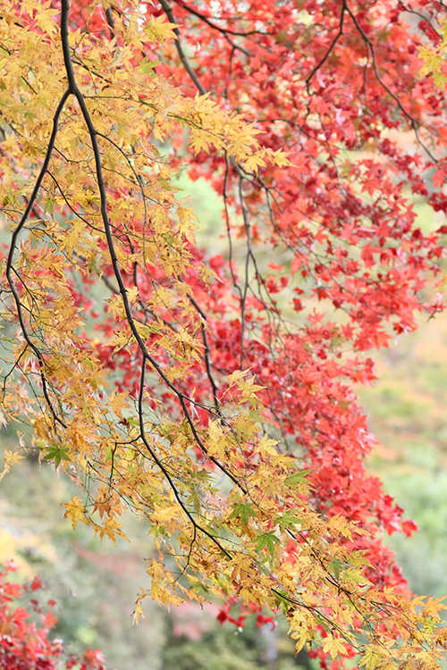 紅葉３