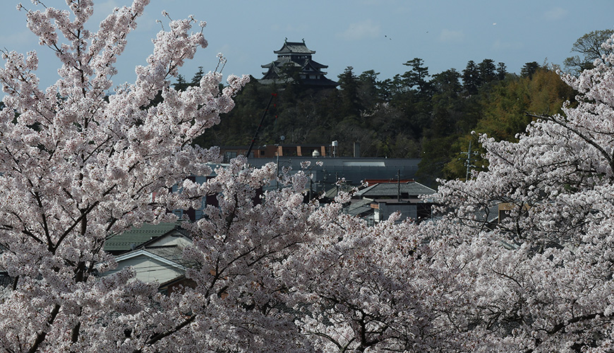桜17