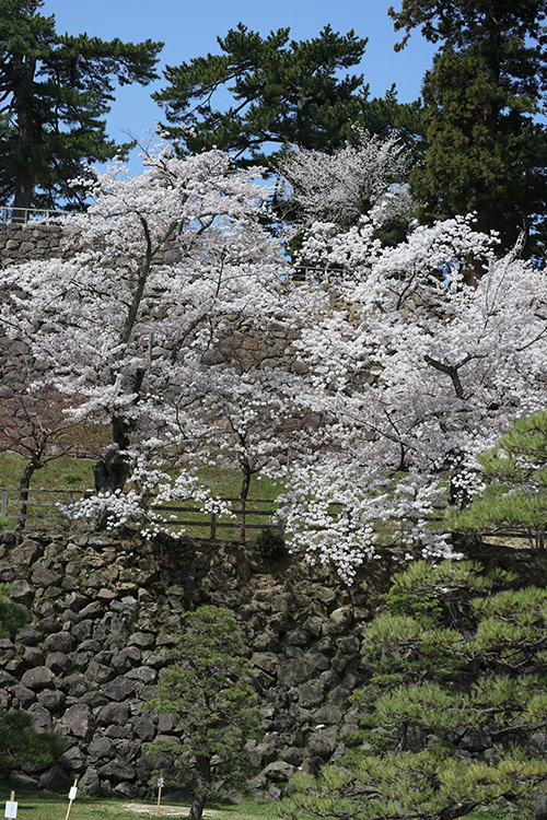 桜１４
