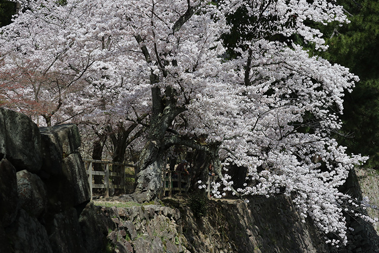 桜15